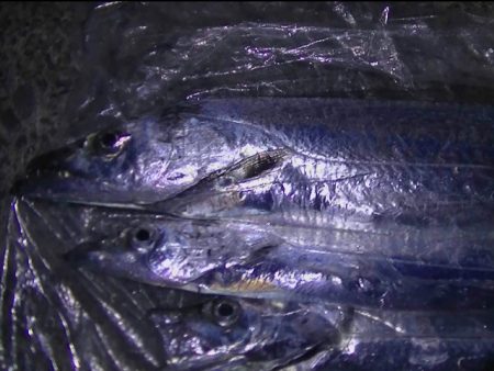 遅い時間から釣行